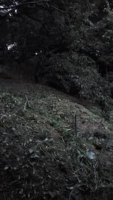 20220929草刈り後の様子1