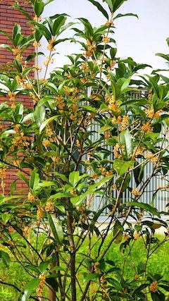 20221003公園脇のキンモクセイ1