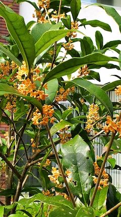 20221003公園脇のキンモクセイ2