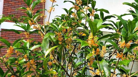 20221003公園脇のキンモクセイ3