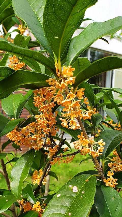 20221003公園脇のキンモクセイ4