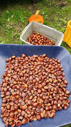 20221003今日収穫した甘栗