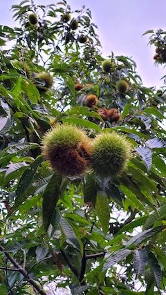 20221003甘栗のイガ