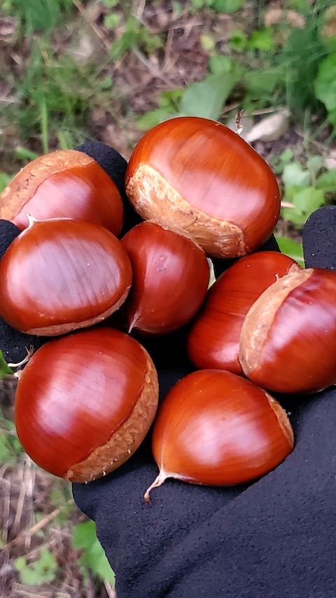 20221003今季初収穫の農林四号