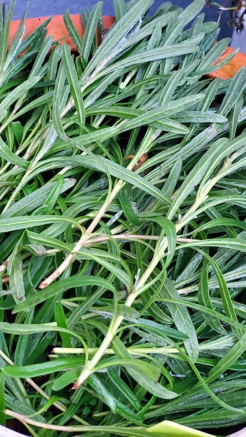 20230115昨年剪定したラベンダーの枝が未だに青々1” hspace=