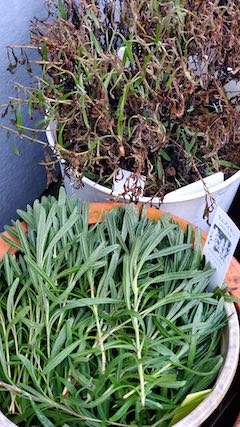 20230115昨年剪定したラベンダーの枝が未だに青々2