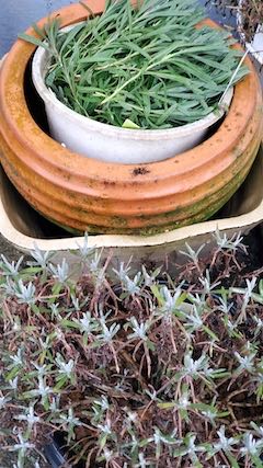 20230115昨年剪定したラベンダーの枝が未だに青々3