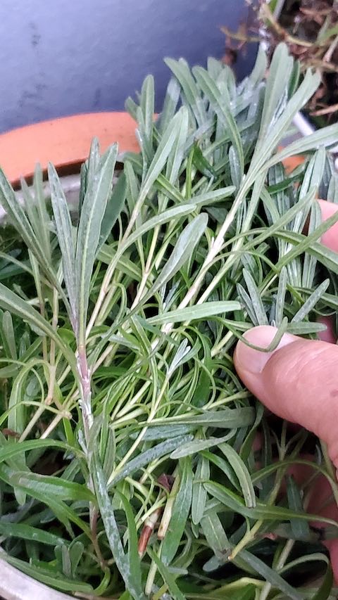 20230115昨年剪定したラベンダーの枝が未だに青々4” hspace=