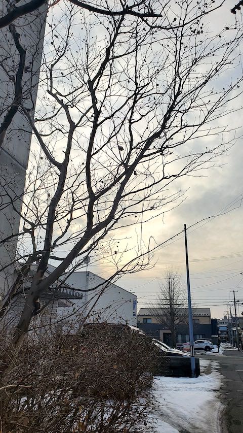 20230224外の様子夕方サルスベリと西の空