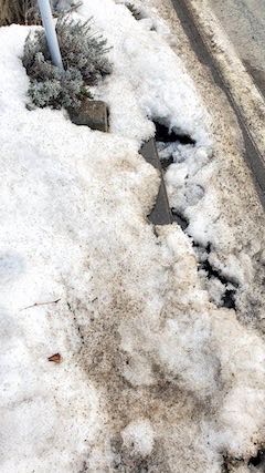 20230224外の様子夕方歩道のラベンダー2