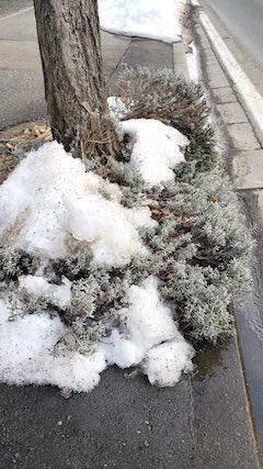 20230224外の様子夕方歩道のラベンダー3