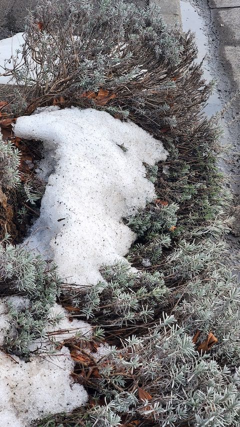 20230224外の様子夕方歩道のラベンダー4