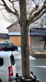 20230225外の様子朝雪降り