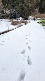 20230225山の様子歩いて畑へ向かう