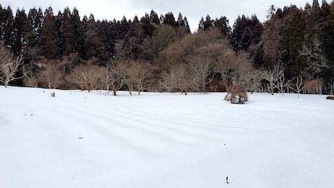 20230225ラベンダー畑の様子1