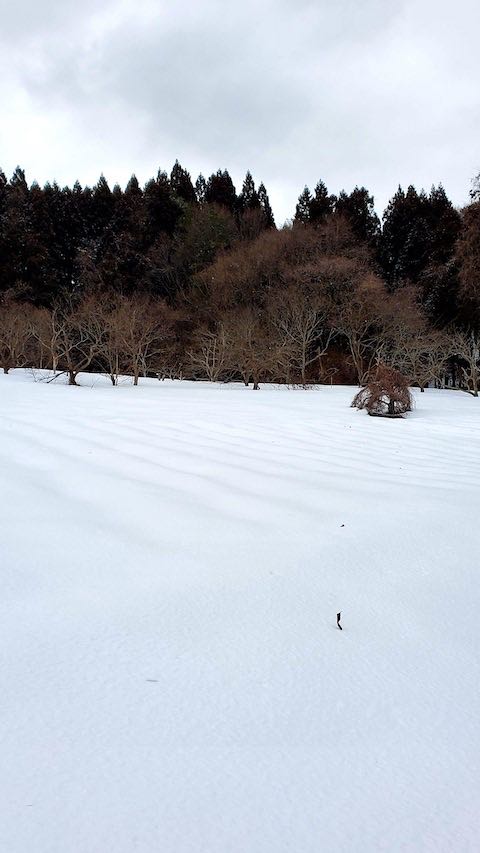 20230225ラベンダー畑の様子2