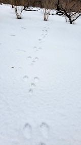 20230225山の様子ウサギの足跡