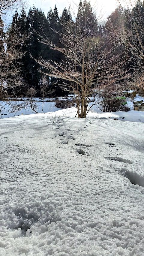 20230225山の様子ラベンダーの畑へ向かう途中の急な坂道を下る