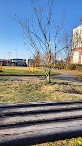 20230330速歩途中の公園内と南の空