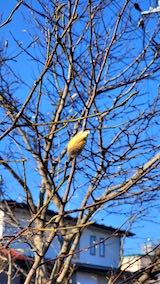 20230330速歩途中の公園内で望んだモクレンのつぼみ