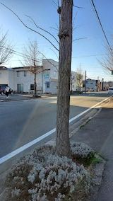 20230330外の様子朝歩道のラベンダーと東大通り