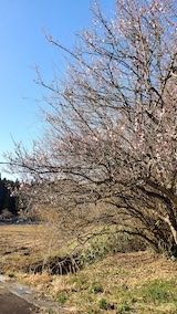 20230330山出入り口近くの梅の花