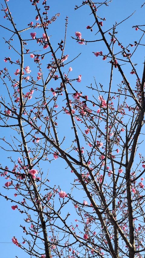 20230330山の出入り口の花桃の花