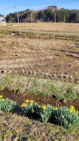 20230330山の様子スイセンの花