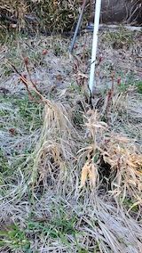 20230330山の様子シャクヤクの下草刈り前1