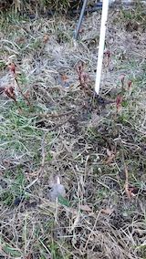 20230330山の様子シャクヤクの下草刈り後2