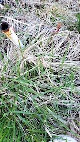 20230330山の様子シャクヤクの下草刈り前1