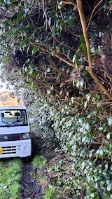 20230330山の様子椿の枝整理前