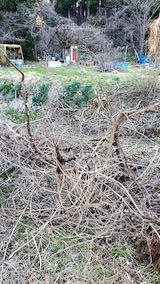 20230330山の様子つる性植物の刈り込み途中