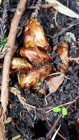 20230330山の様子ぜんまいの新芽