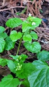 20230330山の様子ワサビの花