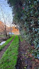 20230330山の様子椿の枝整理後