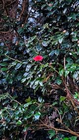 20230330山の様子椿の花