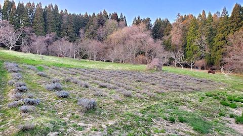 20230330ラベンダー畑の様子