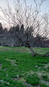 20230330山の様子梅の花