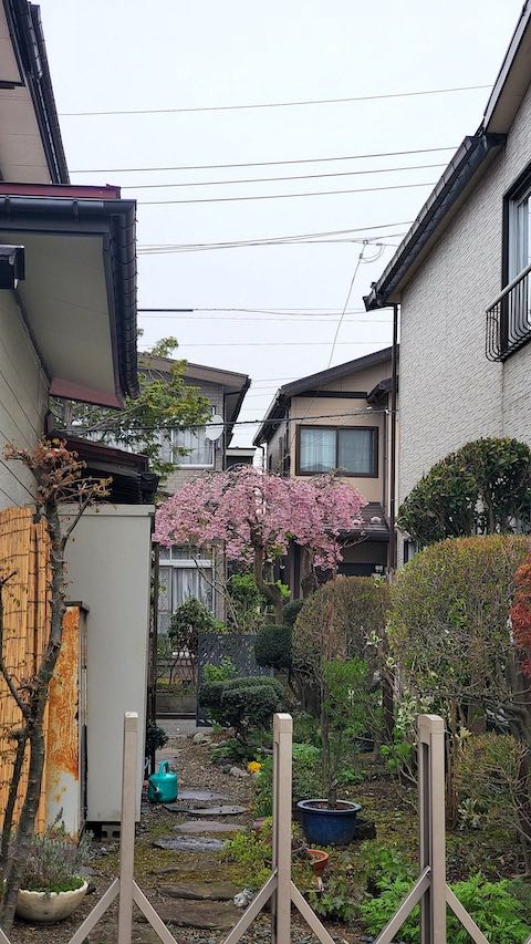 20230415速歩途中の帰り道で望んだ枝垂れ桜