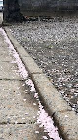 20230415速歩途中の帰り道で望んだ桜2