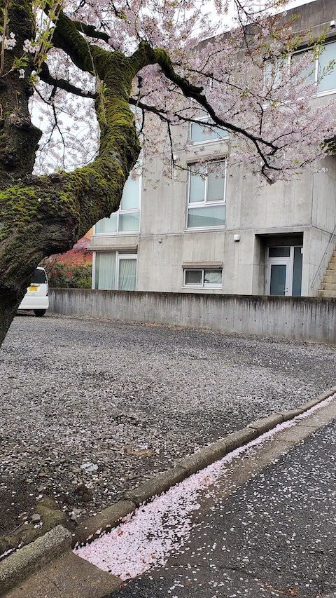 20230415速歩途中の帰り道で望んだ桜1
