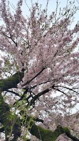 20230415速歩途中の帰り道で望んだ桜3