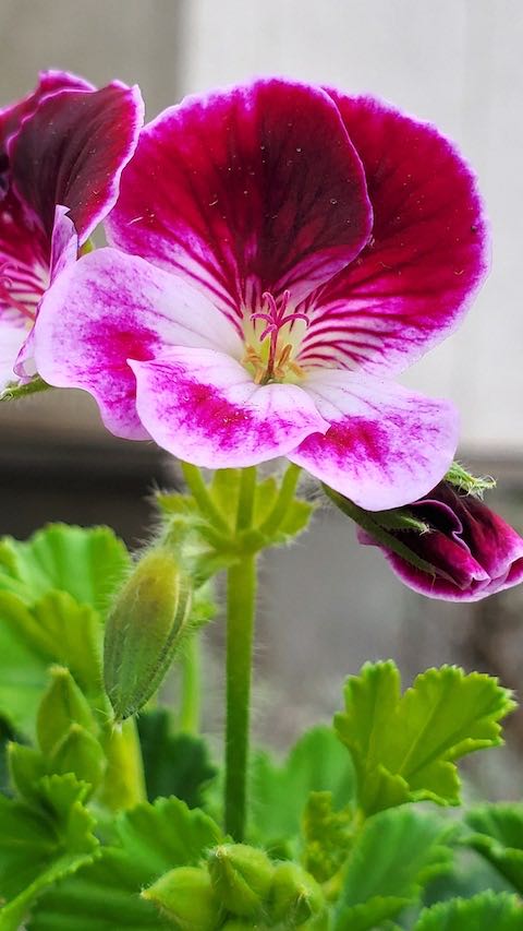 20230415ゼラニウム レディメアリー