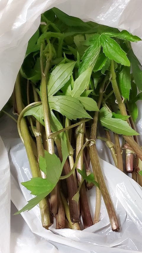 20230415山菜シドケ