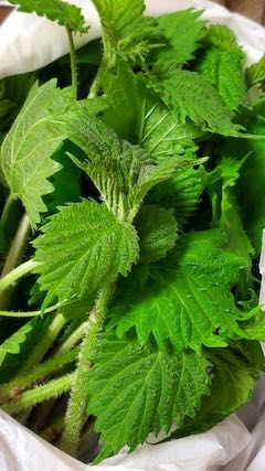 20230415山菜あいこ(会津ではエラ)