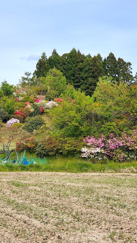 20230513山へ向かう途中のツツジの咲く岡の風景